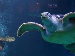 Haus des Meeres 4.02.2026